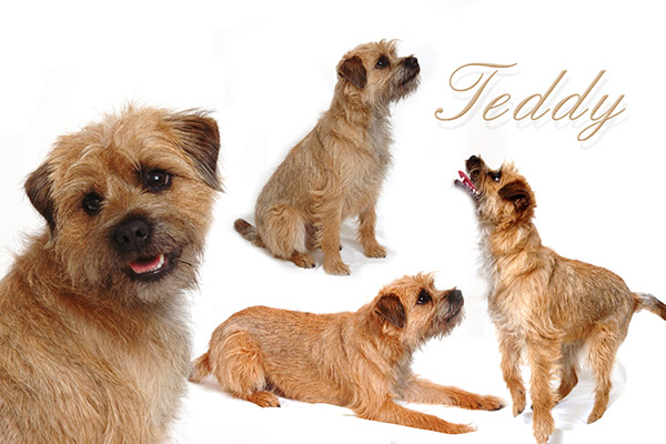 Have a quality montage made of your pet, be it a dog, cat, pony or even your prize bull!